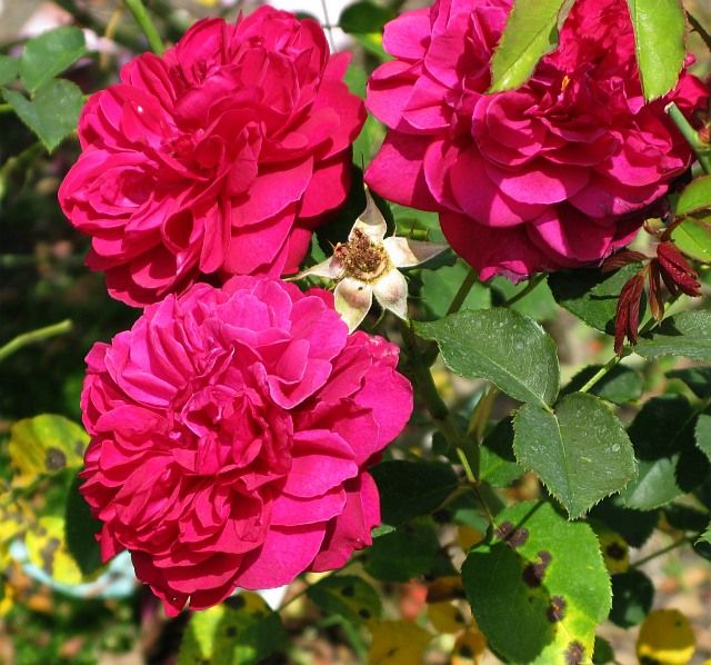  photo DarceyBussellatSJmunigardIMG_1256_zps301d2ce2.jpg